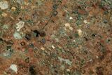 Polished Rainforest Jasper (Rhyolite) Slab - Australia #221938-1